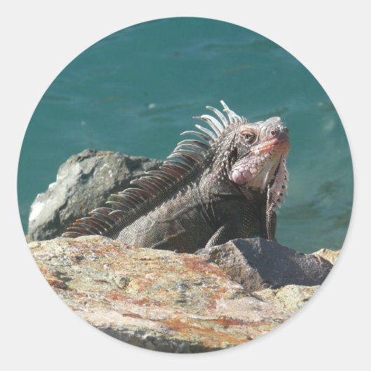 Sticker Rond Iguane à St-Thomas (Devant)
