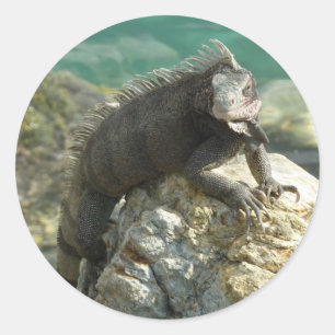 Sticker Rond Iguane sur les rochers à St. Thomas