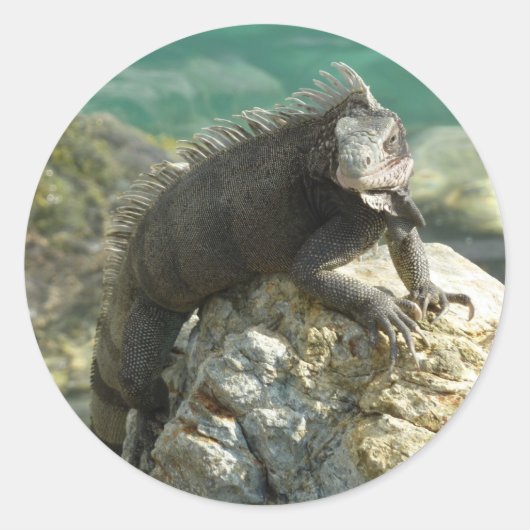 Sticker Rond Iguane sur les rochers à St. Thomas (Devant)