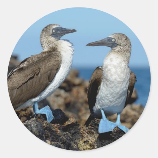 Sticker Rond Îles Galapagos, île Isabela (Devant)