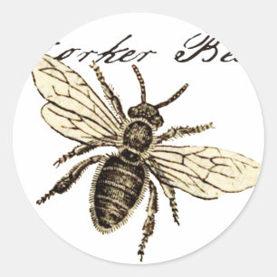 Sticker Rond Illustration Antique d'Abeille Ouvrière Insecte Vi