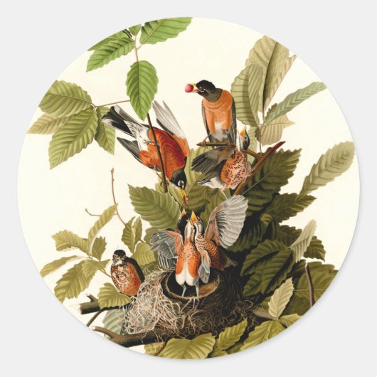 Sticker Rond Illustration Audubon American Robin Wildlife Bird (Devant)