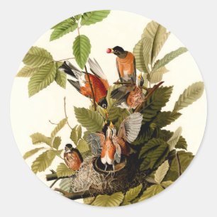 Sticker Rond Illustration Audubon American Robin Wildlife Bird