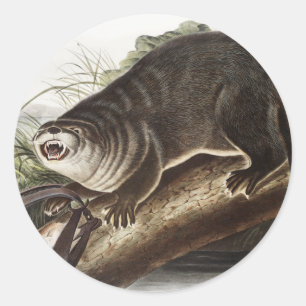 Sticker Rond Illustration de Canada Otter (Lutra Canadensis)
