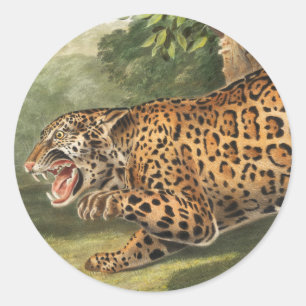 Sticker Rond Illustration de Jaguar (Felis onca)