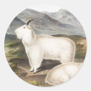 Sticker Rond Illustration de la chèvre des Rocheuses (Capra Ame
