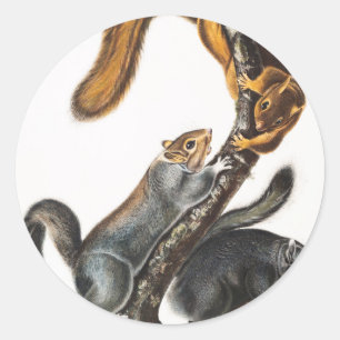 Sticker Rond Illustration de l'écureuil de chat (Sciurus cinere