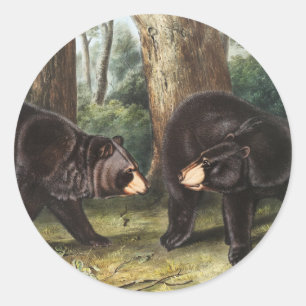 Sticker Rond Illustration de l'ours noir américain Ursus Americ
