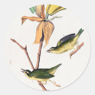 Sticker Rond Illustration des oiseaux de Paruline capturant des