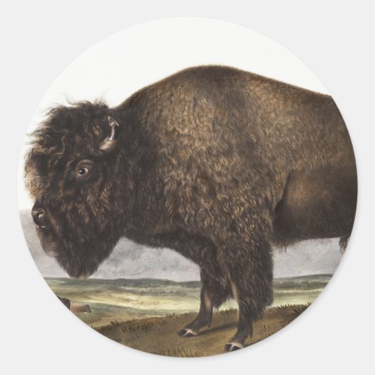 Sticker Rond Illustration du bison américain (Bos Americanus) (Devant)
