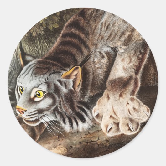 Sticker Rond Illustration du Lynx du Canada (Lynx Canadensis) (Devant)