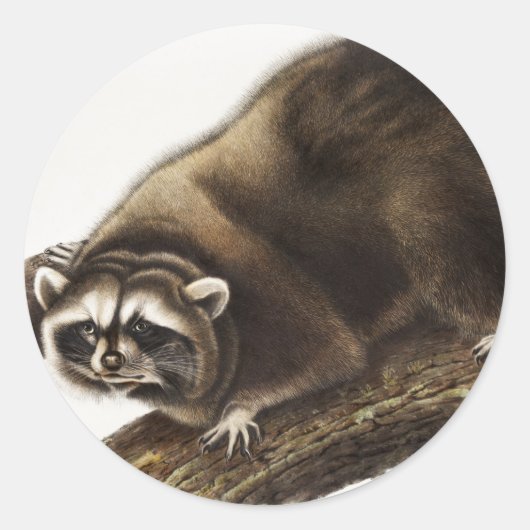 Sticker Rond Illustration du raton laveur (Procyon lotor) (Devant)