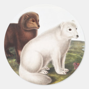 Sticker Rond Illustration du renard arctique (Vulpes lagopus)