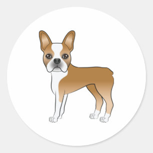 Sticker Rond Illustration Fawn Et White Boston Terrier Dog