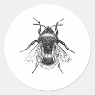 Sticker Rond Illustration vintage, Antique Bumble Bee