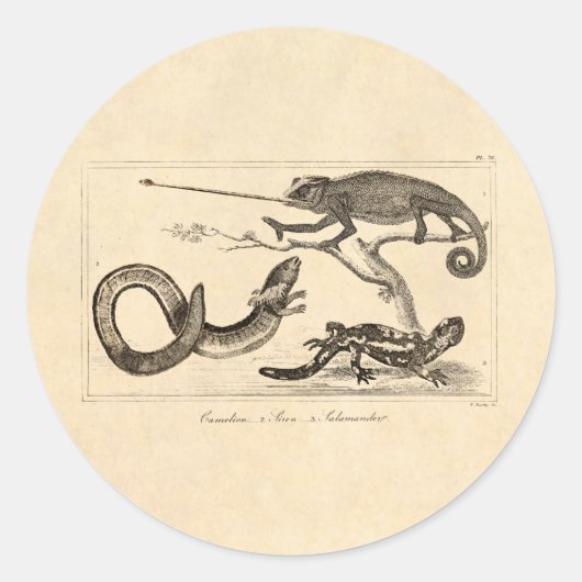 Sticker Rond Illustration vintage Lizard Chameleon Salamander (Devant)