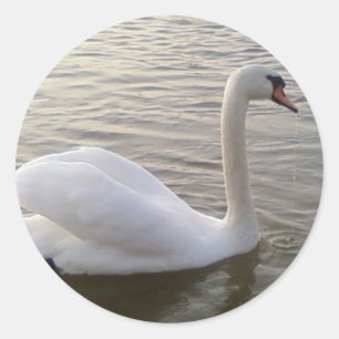 Sticker Rond Image de fond du cygne blanc