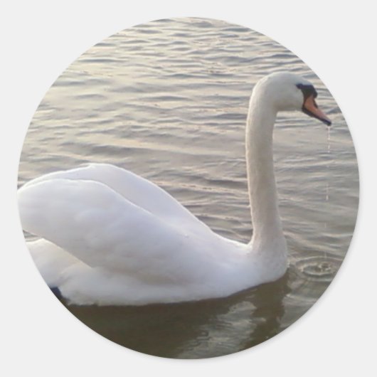 Sticker Rond Image de fond du cygne blanc (Devant)
