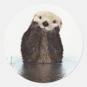 Sticker Rond Image de la faune de Cute Otter
