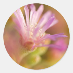 Sticker Rond Image diffusée d'une fleur succulente colorée