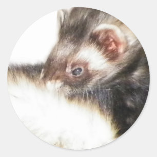 Sticker Rond Image du Ferret de l'able