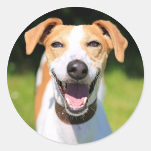 Sticker Rond Images Getty   Chien riant