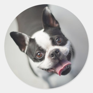 Sticker Rond Images Getty French Bulldog