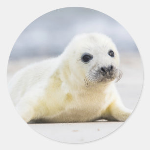 Sticker Rond Images Getty Phoque bébé