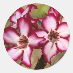 Sticker Rond Impala Lily (Adenium Multiflorum), Kruger