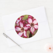 Sticker Rond Impala Lily (Adenium Multiflorum), Kruger (Enveloppe)