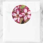 Sticker Rond Impala Lily (Adenium Multiflorum), Kruger (Sac)