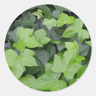 Sticker Rond Impression botanique verte Ivy