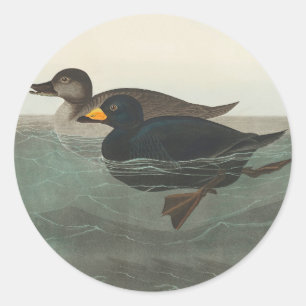 Sticker Rond Impression de Macreuse noire d'Audubon : Canard cô
