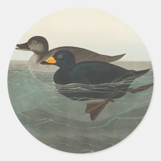 Sticker Rond Impression de Macreuse noire d'Audubon : Canard cô (Devant)