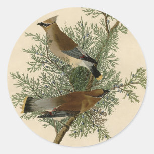 Sticker Rond Impression d'oiseau de John James Audubon Jaseur d