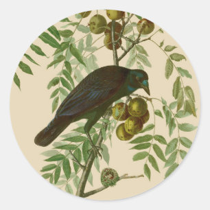 Sticker Rond Impression d'oiseau Grackle Violet d'Audubon Botan