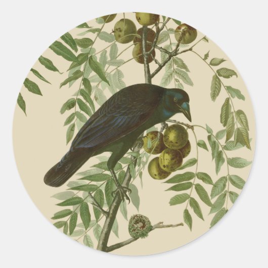 Sticker Rond Impression d'oiseau Grackle Violet d'Audubon Botan (Devant)