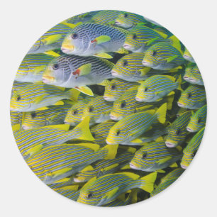 Sticker Rond Indonésie. Banc de poissons