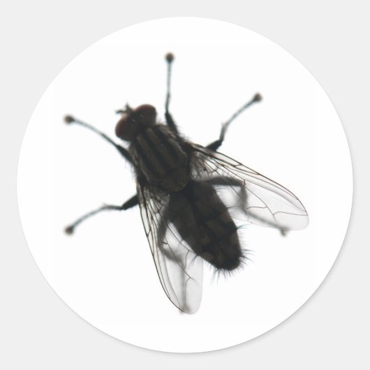 Sticker Rond insecte mouche (Devant)