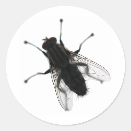 Sticker Rond insecte mouche (Devant)