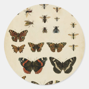 Sticker Rond Insectes de jardin par Vision Studio