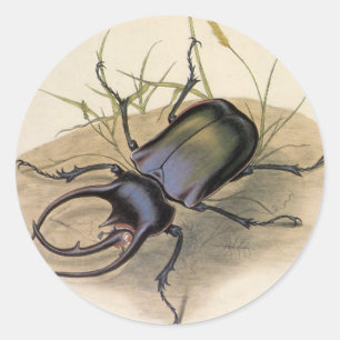 Sticker Rond Insectes et insectes vintages, Rhino Rhinoceros Be