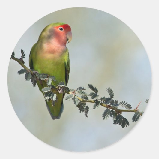 Sticker Rond Inséparable à face rose sur une branche (Devant)
