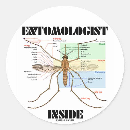 Sticker Rond Intérieur d'entomologiste (anatomie de moustique) (Devant)