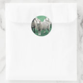 Sticker Rond Iowa Sheep (Sac)