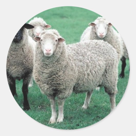 Sticker Rond Iowa Sheep (Devant)