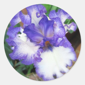 Sticker Rond Iris ~ Bleu et Blanc