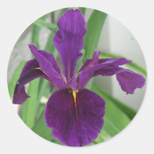 Sticker Rond Iris pourpre
