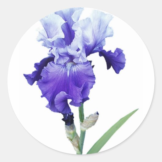 Sticker Rond iris pourpre (Devant)