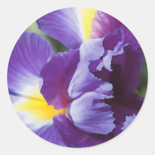 Sticker Rond iris violet près